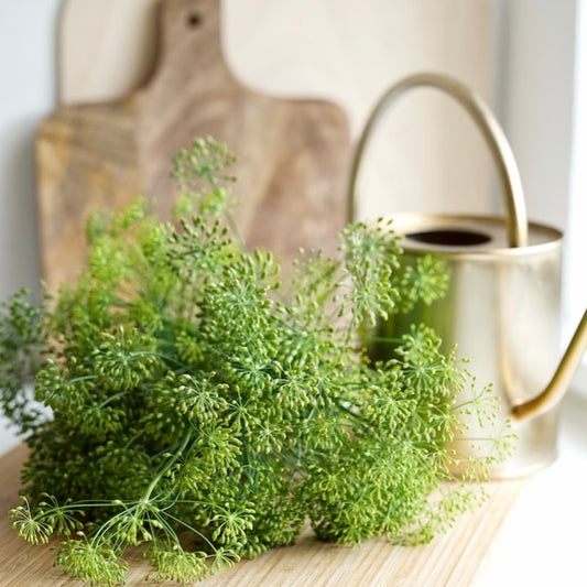 Dill Olive Oil / EVOO Flavored