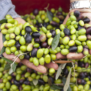 Tunisian House Blend Extra Virgin Olive Oil – Chemlali • Chetoui • Arbequina