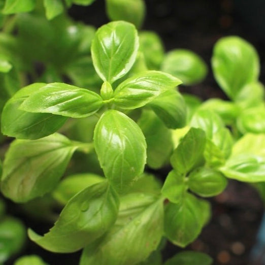 Basil Olive Oil / EVOO Flavored