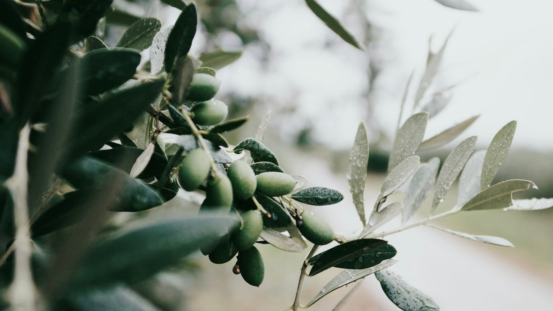 Greek Koroneiki Olive Oil