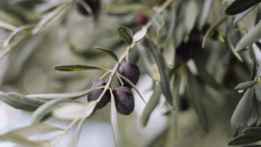 California Picual Olive Oil