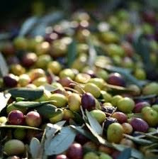 Taggiasca Olive Oil