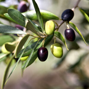Greek Koroneiki Olive Oil / Varietal EVOO