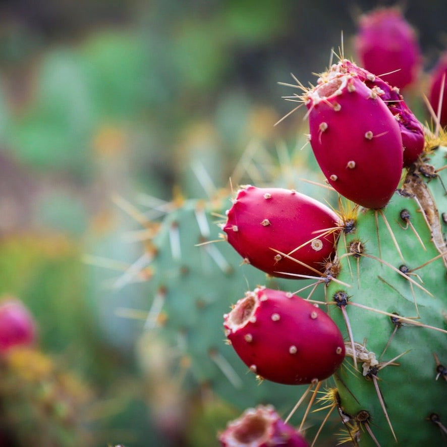 Prickly Pear Dark Balsamic Vinegar / Glaze